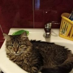 Подробнее об объявлении «Липецк Пропал кот» Фото: пропала кошка  «Липецк Пропал кот» в г. Липецк