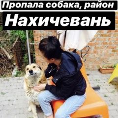 Подробнее об объявлении «Пропал кот Ростов-на-Дону» Фото: пропала кошка  «Пропал кот Ростов-на-Дону» в г. Ростов-на-Дону