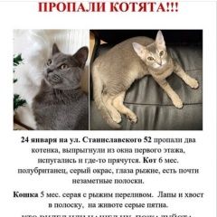 Подробнее об объявлении «Пропала кошка Ростов-на-Дону» Фото: пропала кошка  «Пропала кошка Ростов-на-Дону» в г. Ростов-на-Дону