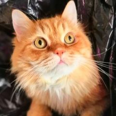 Подробнее об объявлении «Нижний Новгород Пропал кот рыжий кот гарик» Фото: пропала кошка  «Нижний Новгород Пропал кот рыжий кот гарик» в г. Нижний Новгород