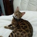 Подробнее об объявлении «Ангарск Пропала кошка» Фото: пропала кошка Бенгальская «Ангарск Пропала кошка» в г. Ангарск