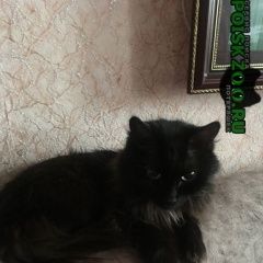 Подробнее об объявлении «Пропала кошка Омск» Фото: пропала кошка  «Пропала кошка Омск» в г. Омск