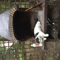 Подробнее об объявлении «Пропал кот 23.12. понедельник Абрамцево» Фото: пропала кошка  «Пропал кот 23.12. понедельник Абрамцево» в г. Абрамцево