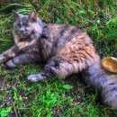 Подробнее об объявлении «Электроугли Пропала кошка» Фото: пропала кошка  «Электроугли Пропала кошка» в г. Электроугли