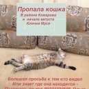 Подробнее об объявлении «Пропала кошка Тюмень» Фото: пропала кошка Сибирская «Пропала кошка Тюмень» в г. Тюмень