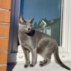 Подробнее об объявлении «Пропала кошка помогите найти марусю Сертолово» Фото: пропала кошка Русская голубая кошка «Пропала кошка помогите найти марусю Сертолово» в г. Сертолово