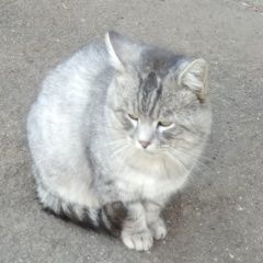 Подробнее об объявлении «Пропал кот Самара» Фото: пропала кошка  «Пропал кот Самара» в г. Самара
