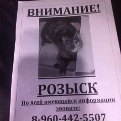 Подробнее об объявлении «Пропала кошка Ростов-на-Дону» Фото: пропала кошка  «Пропала кошка Ростов-на-Дону» в г. Ростов-на-Дону