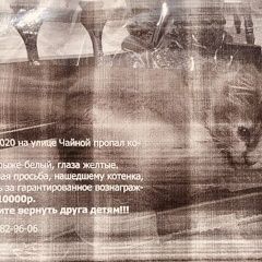 Подробнее об объявлении «Пропала кошка Ростов-на-Дону» Фото: пропала кошка  «Пропала кошка Ростов-на-Дону» в г. Ростов-на-Дону