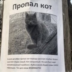 Подробнее об объявлении «Пропал кот Ростов-на-Дону» Фото: пропала кошка  «Пропал кот Ростов-на-Дону» в г. Ростов-на-Дону