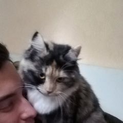 Подробнее об объявлении «Москва Пропала кошка» Фото: пропала кошка  «Москва Пропала кошка» в г. Москва
