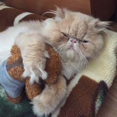 Подробнее об объявлении «Ярославль Пропал кот» Фото: пропала кошка Персидская «Ярославль Пропал кот» в г. Ярославль