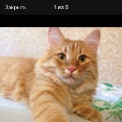 Подробнее об объявлении «Пропал кот рыжий кот Ростов-на-Дону» Фото: пропала кошка  «Пропал кот рыжий кот Ростов-на-Дону» в г. Ростов-на-Дону