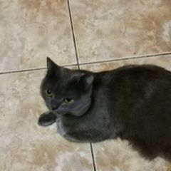 Подробнее об объявлении «Пропал кот Красноярск» Фото: пропала кошка Британская короткошерстная «Пропал кот Красноярск» в г. Красноярск
