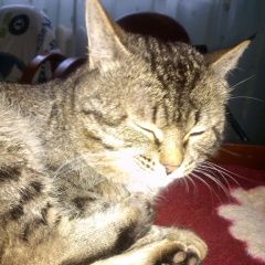 Подробнее об объявлении «Пропал кот Оренбург» Фото: пропала кошка  «Пропал кот Оренбург» в г. Оренбург