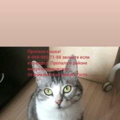 Подробнее об объявлении «Москва Пропала кошка» Фото: пропала кошка  «Москва Пропала кошка» в г. Москва