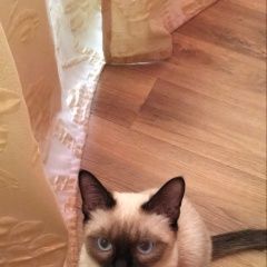 Подробнее об объявлении «Пропал кот помогите                 Набережные Челны» Фото: пропала кошка Сиамская «Пропал кот помогите                 Набережные...» в г. Набережные Челны