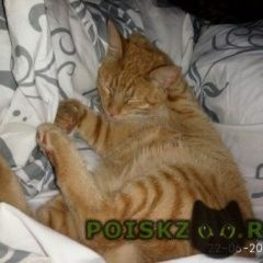 Подробнее об объявлении «Пропал кот Балашиха» Фото: пропала кошка  «Пропал кот Балашиха» в г. Балашиха