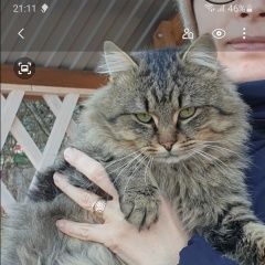 Подробнее об объявлении «Пропал кот Белгород» Фото: пропала кошка  «Пропал кот Белгород» в г. Белгород