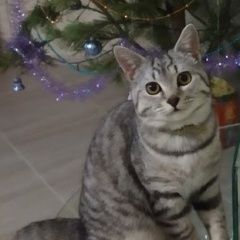 Подробнее об объявлении «Пропал котик Краснодар» Фото: пропала кошка  «Пропал котик Краснодар» в г. Краснодар