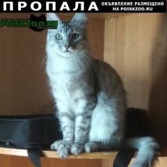Подробнее об объявлении «Пропал кот, 1год большой и красивый Стерлитамак» Фото: пропала кошка Сибирская кошка «Пропал кот, 1год большой и красивый Стерлитамак» в г. Стерлитамак
