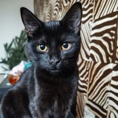 Подробнее об объявлении «Пропала кошка Реутов» Фото: пропала кошка  «Пропала кошка Реутов» в г. Реутов