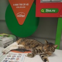 Подробнее об объявлении «Москва Пропала кошка кличка владик» Фото: пропала кошка  «Москва Пропала кошка кличка владик» в г. Москва