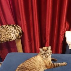 Подробнее об объявлении «Пропал кот Санкт-Петербург» Фото: пропала кошка  «Пропал кот Санкт-Петербург» в г. Санкт-Петербург