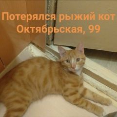 Подробнее об объявлении «Тула Пропал кот точнее кот» Фото: пропала кошка  «Тула Пропал кот точнее кот» в г. Тула