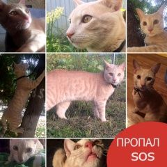 Подробнее об объявлении «Раменское Пропал кот» Фото: пропала кошка  «Раменское Пропал кот» в г. Раменское