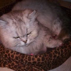 Подробнее об объявлении «Пенза Пропал кот» Фото: пропала кошка  «Пенза Пропал кот» в г. Пенза