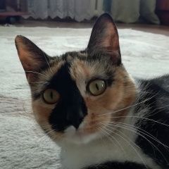 Подробнее об объявлении «Пропала кошка Рубцовск» Фото: пропала кошка  «Пропала кошка Рубцовск» в г. Рубцовск