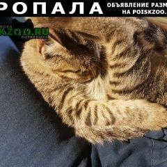 Подробнее об объявлении «Казань Пропал кот годовалый кот, серо-черного окраса» Фото: пропала кошка  «Казань Пропал кот годовалый кот, серо-черного...» в г. Казань