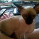 Подробнее об объявлении «Пропала кошка помогите пожалуйста  Феодосия» Фото: пропала кошка Ориентальная (восточная короткошерстная) «Пропала кошка помогите пожалуйста  Феодосия» в г. Феодосия