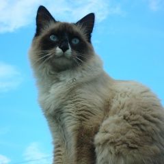 Подробнее об объявлении «Железнодорожный (Московск.) Пропал кот» Фото: пропала кошка Тайская «Железнодорожный (Московск.) Пропал кот» в г. Железнодорожный (Московск.)