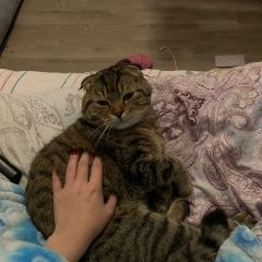 Подробнее об объявлении «Нижний Новгород Пропал котик шугливый» Фото: пропала кошка Скоттиш фолд (шотландская вислоухая) «Нижний Новгород Пропал котик шугливый» в г. Нижний Новгород