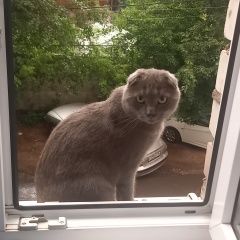 Подробнее об объявлении «Пропала кошка кот Курск» Фото: пропала кошка Британская длинношерстная кошка «Пропала кошка кот Курск» в г. Курск