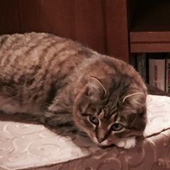 Подробнее об объявлении «Пропала кошка муся Одинцово» Фото: пропала кошка  «Пропала кошка муся Одинцово» в г. Одинцово
