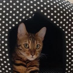 Подробнее об объявлении «Нижний Новгород Пропала кошка» Фото: пропала кошка Бенгальская «Нижний Новгород Пропала кошка» в г. Нижний Новгород