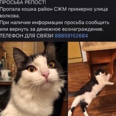 Подробнее об объявлении «Пропала кошка Ростов-на-Дону» Фото: пропала кошка  «Пропала кошка Ростов-на-Дону» в г. Ростов-на-Дону