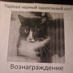Подробнее об объявлении «Пропала кошка Ростов-на-Дону» Фото: пропала кошка  «Пропала кошка Ростов-на-Дону» в г. Ростов-на-Дону