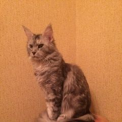 Подробнее об объявлении «Москва Пропала кошка» Фото: пропала кошка Мейн-кун «Москва Пропала кошка» в г. Москва