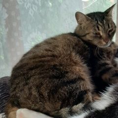 Подробнее об объявлении «Пропала кошка нуждается в медпомощи Миасс» Фото: пропала кошка  «Пропала кошка нуждается в медпомощи Миасс» в г. Миасс