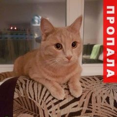 Подробнее об объявлении «Пропал кот Новосибирск» Фото: пропала кошка  «Пропал кот Новосибирск» в г. Новосибирск