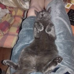 Подробнее об объявлении «Москва Пропала кошка» Фото: пропала кошка  «Москва Пропала кошка» в г. Москва