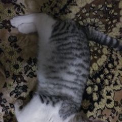Подробнее об объявлении «Ялта Пропала кошка» Фото: пропала кошка  «Ялта Пропала кошка» в г. Ялта