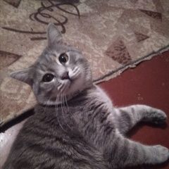 Подробнее об объявлении «Подольск Пропал кот любимы кот» Фото: пропала кошка Британская короткошерстная «Подольск Пропал кот любимы кот» в г. Подольск