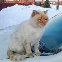 Подробнее об объявлении «Екатеринбург Пропал кот» Фото: пропала кошка  «Екатеринбург Пропал кот» в г. Екатеринбург