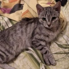 Подробнее об объявлении «Пропала кошка Казань» Фото: пропала кошка  «Пропала кошка Казань» в г. Казань