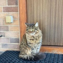 Подробнее об объявлении «Химки Пропал кот..» Фото: пропала кошка  «Химки Пропал кот..» в г. Химки